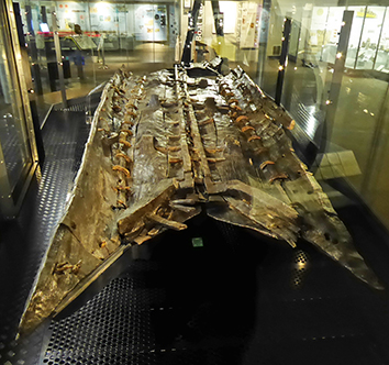 Bronze Age, ancient boat, oldest seagoing boat known, 3,500yrs, Dover, Dover Museum